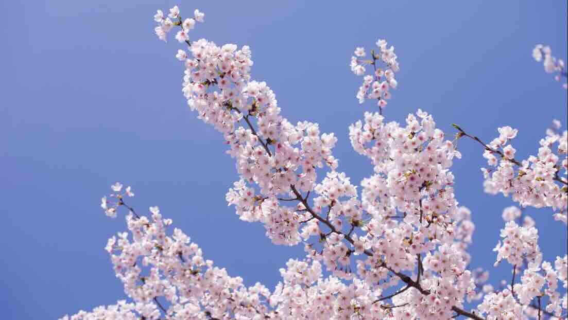 在家里体验日本传统活动“花见（赏花）”
